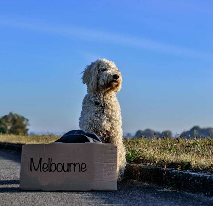 interstate-pet-transport-reliable-domestic-pet-transport-australia